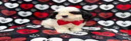 Shih Tzu dogs for sale: Sebastian  - Ad 5