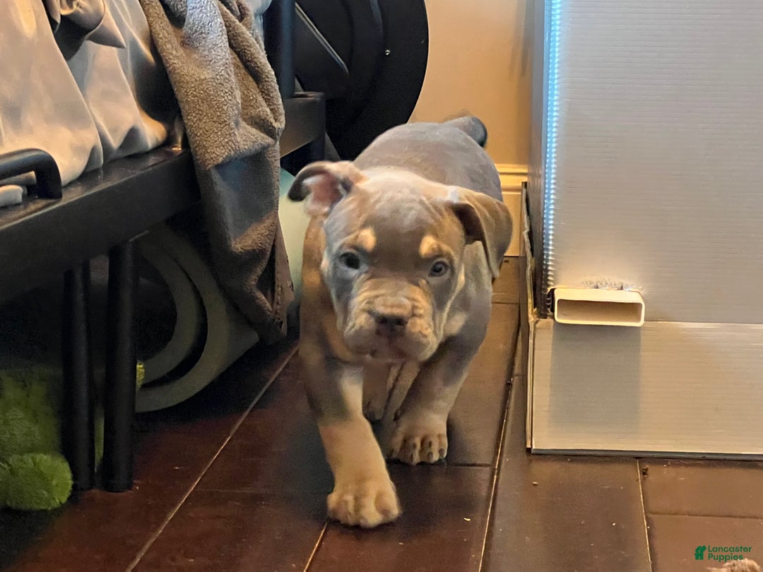 American Bully dogs for sale: Lainey  - Ad 3