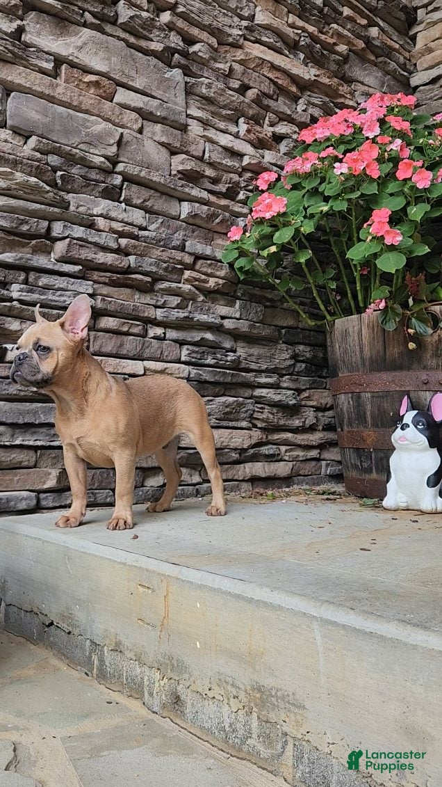 French Bulldog dogs Dixon - Ad 2