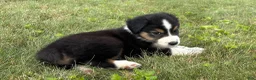Miniature Australian Shepherd dogs for sale: Miniature Australian Shepherd Puppy 6 - Ad 3