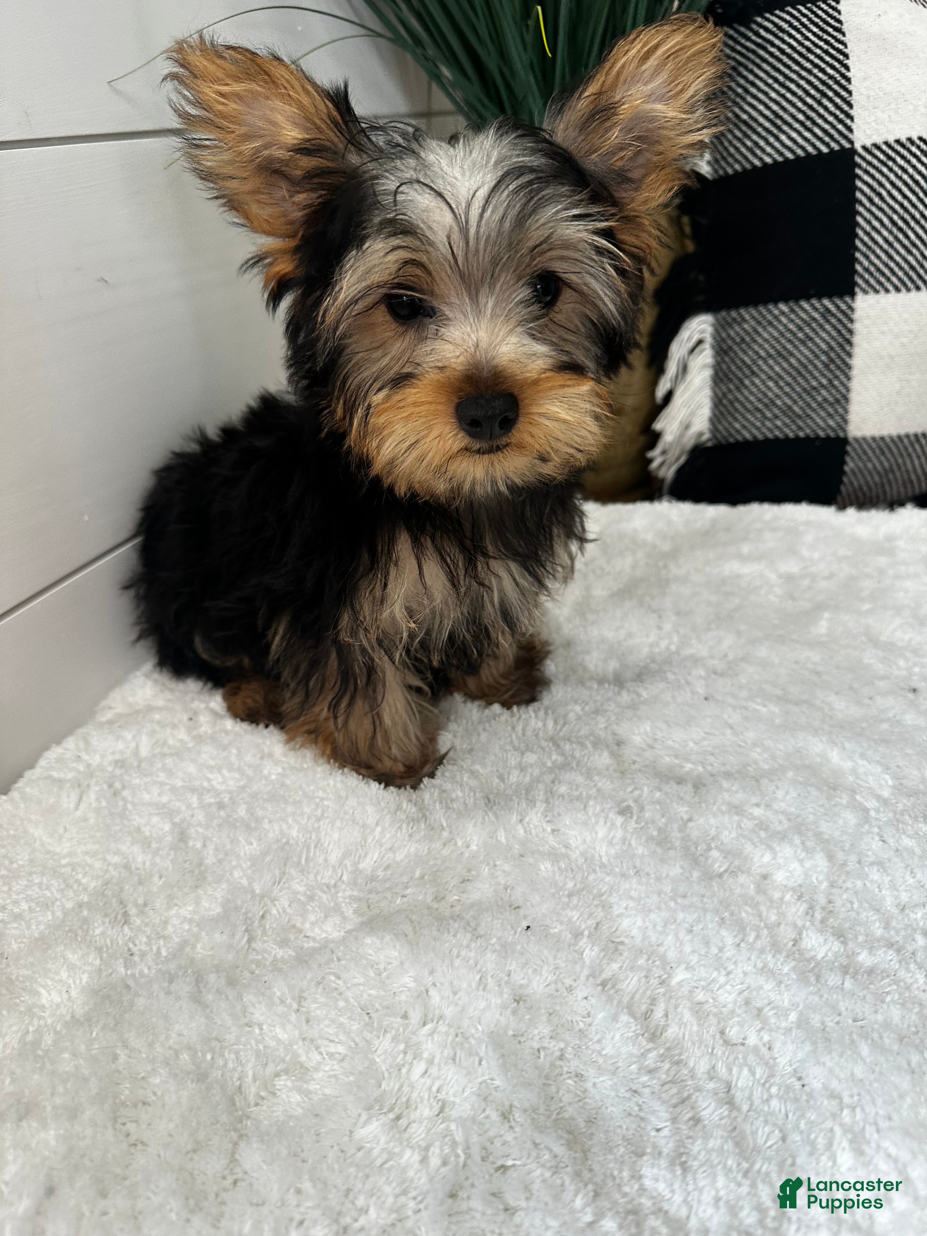 Yorkshire Terrier dogs Brutus - Ad 1