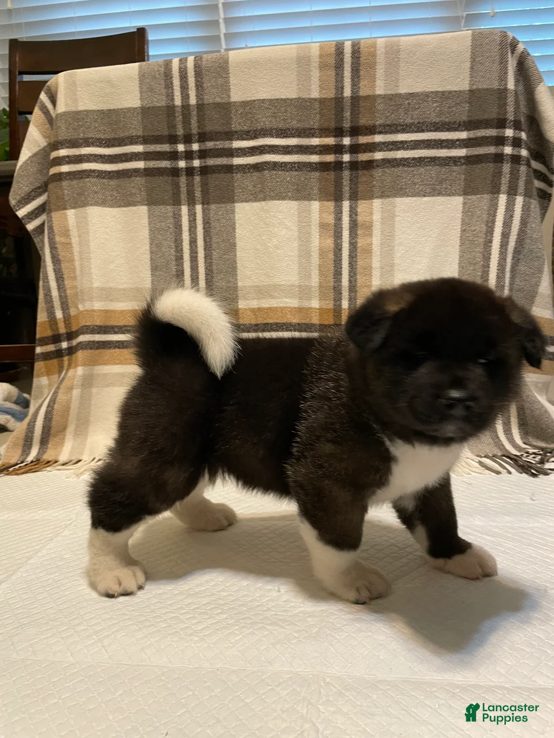 Akita dogs for sale: Bear - Ad 1
