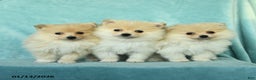 Pomeranian dogs for sale: Duncan - Ad 3