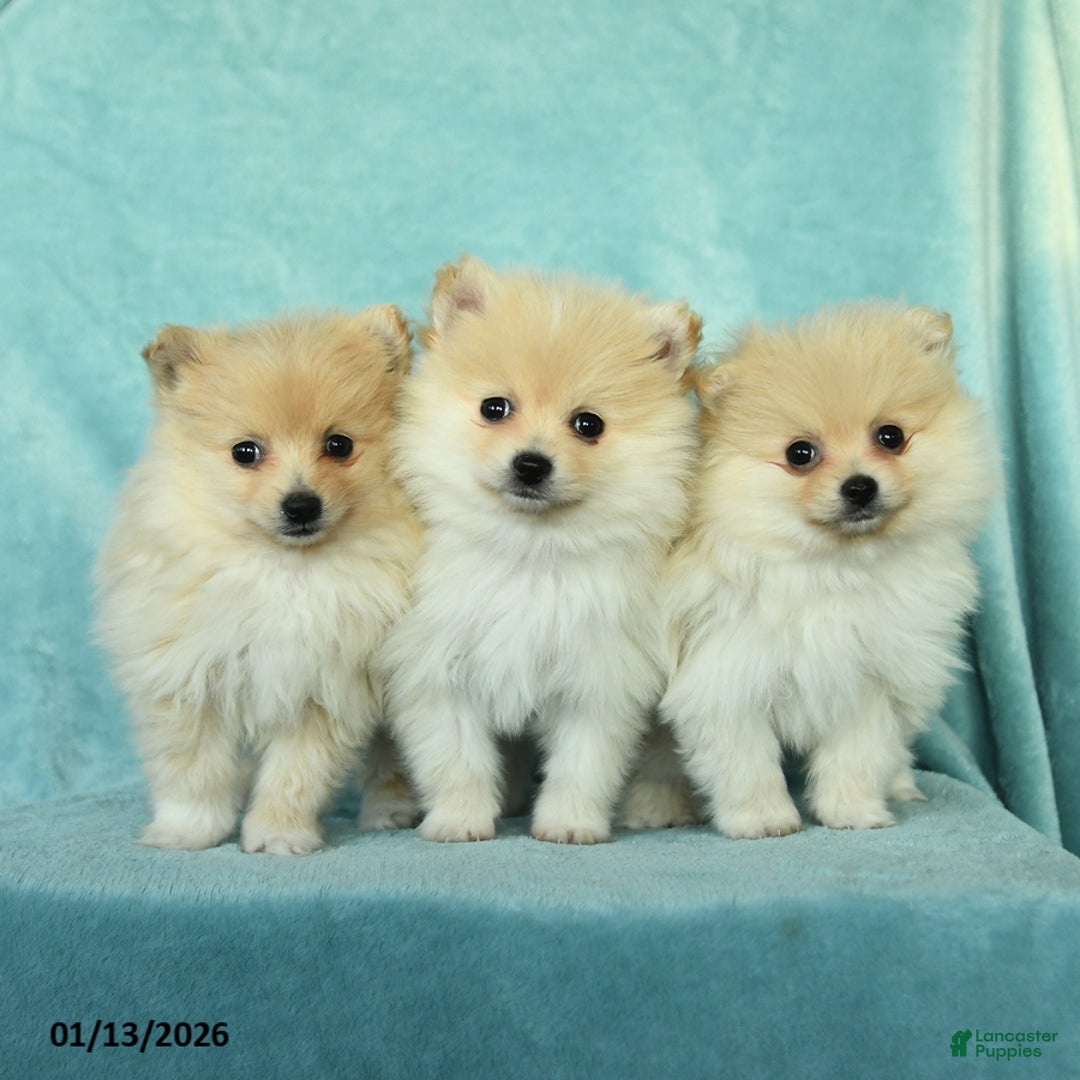 Pomeranian dogs for sale: Duncan - Ad 3