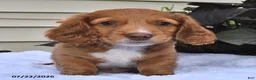 Miniature Dachshund dogs for sale: Caramel Cream - Ad 2