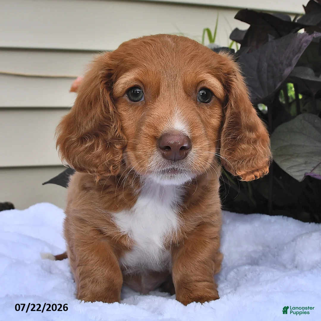 Miniature Dachshund dogs for sale: Caramel Cream - Ad 2