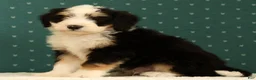 Mini Bernedoodle dogs for sale: Charlie - Ad 8