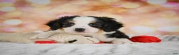 Mini Bernedoodle dogs for sale: Misty - Ad 11