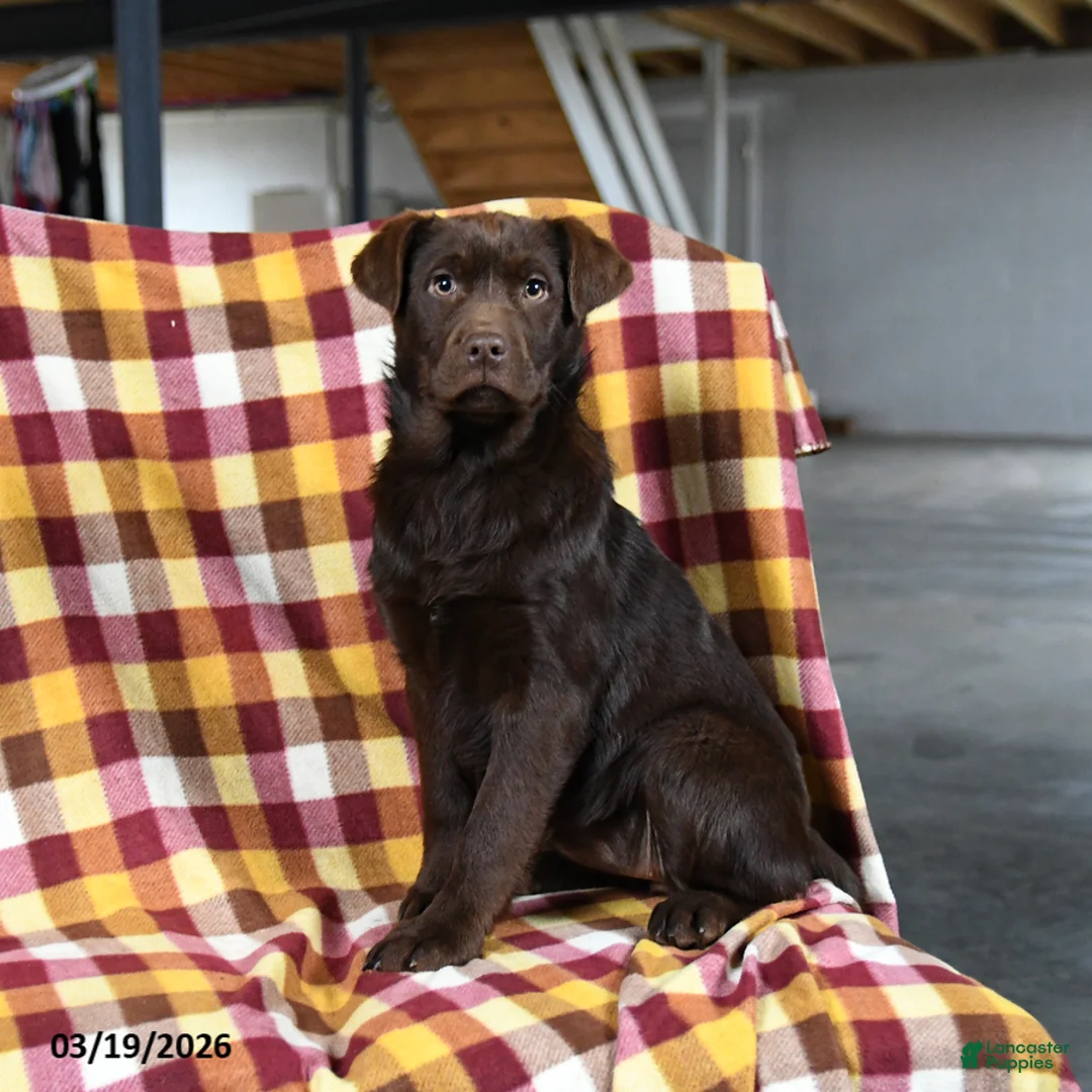 Labrador Retriever dogs for sale: Candy - Ad 1