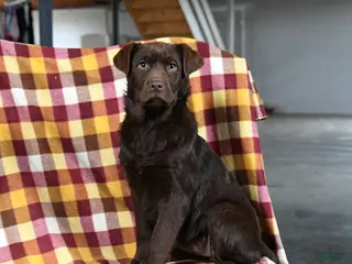 Labrador Retriever dogs for sale: Candy - Ad 2