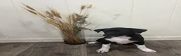 Rat Terrier dogs for sale: George - Ad 2