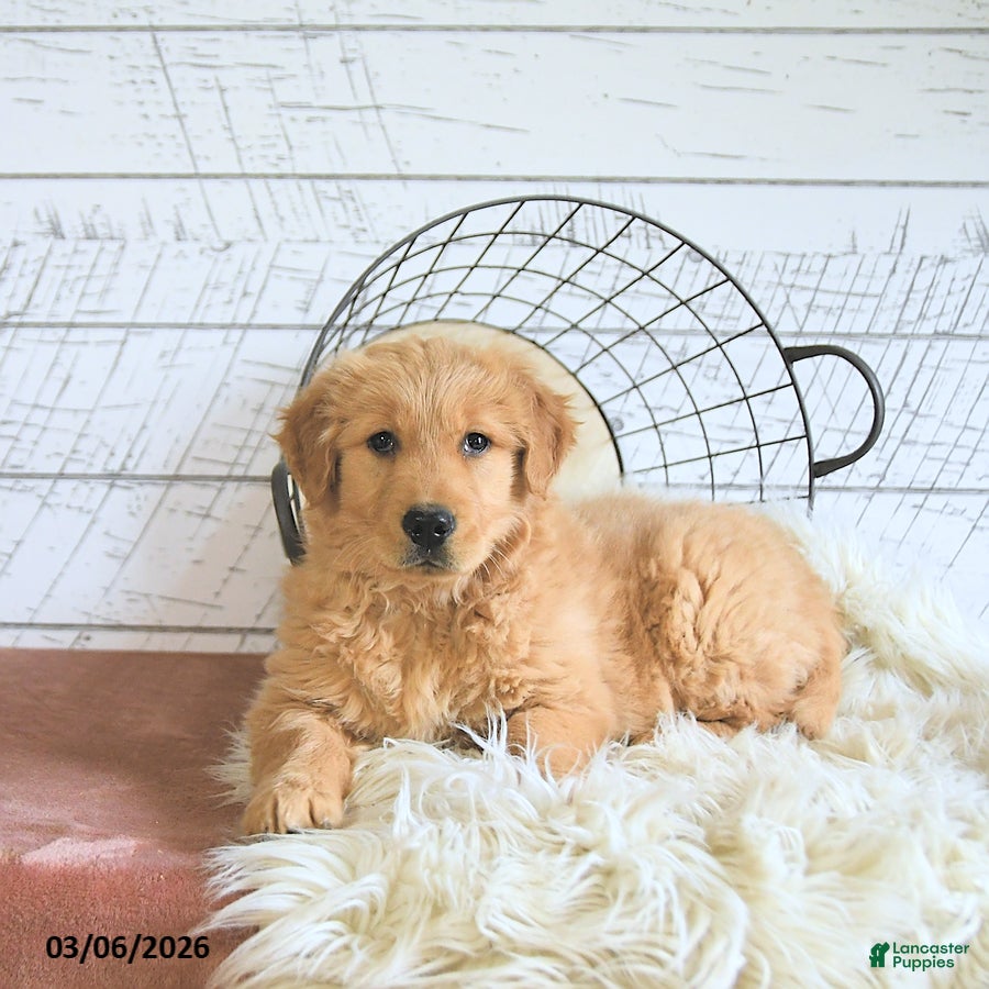Golden Retriever dogs Bella   - Ad 1