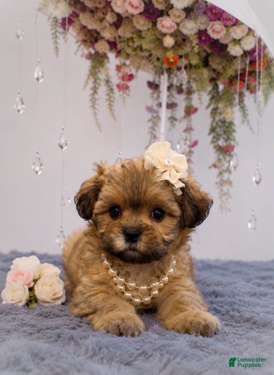 Malshi dogs Muffin - Ad 1