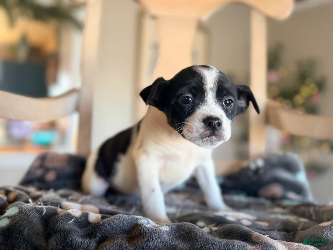 Mixed Breed dogs for sale: Essie - Ad 2