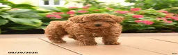Toy Poodle dogs for sale: Milo - Ad 3