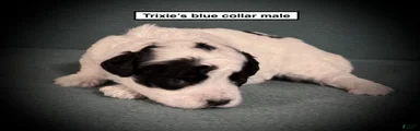 AKC Trixie's Blue Collar Male
