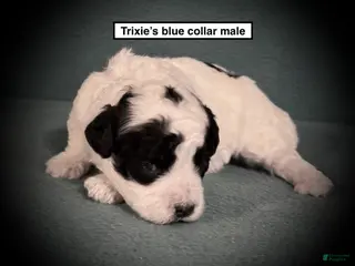 Toy Poodle dogs AKC Trixie's Blue Collar Male - Ad 21