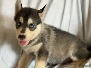 Pomsky dogs Tripp - Ad 41