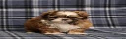 Shih Tzu dogs for sale: Becka - Ad 4