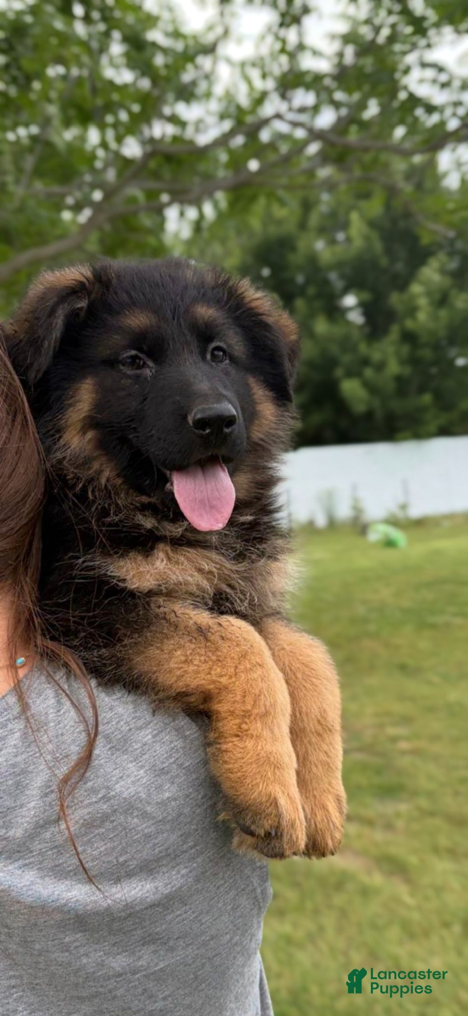 German Shepherd dogs German Shepherd Puppy 4 - Ad 10