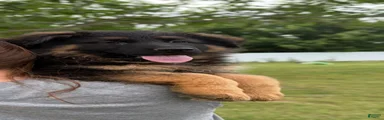 German Shepherd Puppy 4