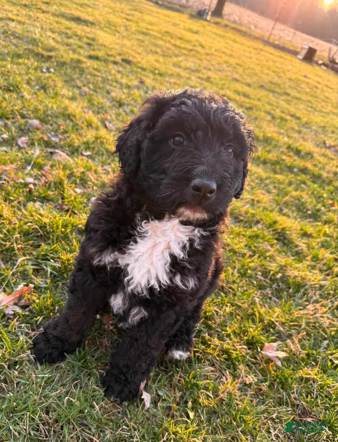 Aussiedoodle dogs for sale: River - Ad 1