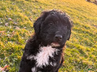 Aussiedoodle dogs for sale: River - Ad 1