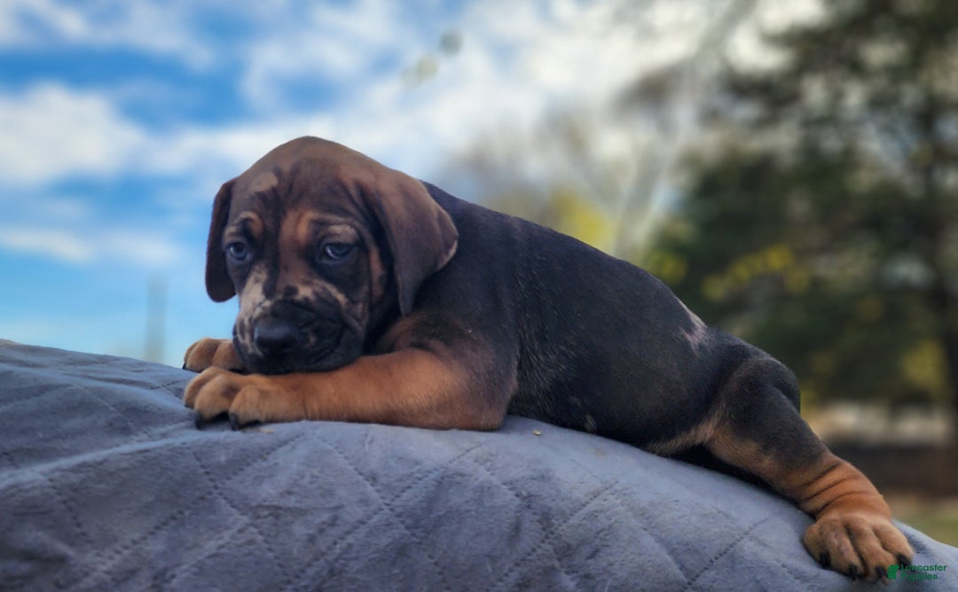 Catahoula Leopard Dog dogs for sale: Tala 2025 Male 2 - Ad 12