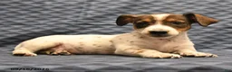 Jack Russell Terrier dogs for sale: Lester - Ad 3