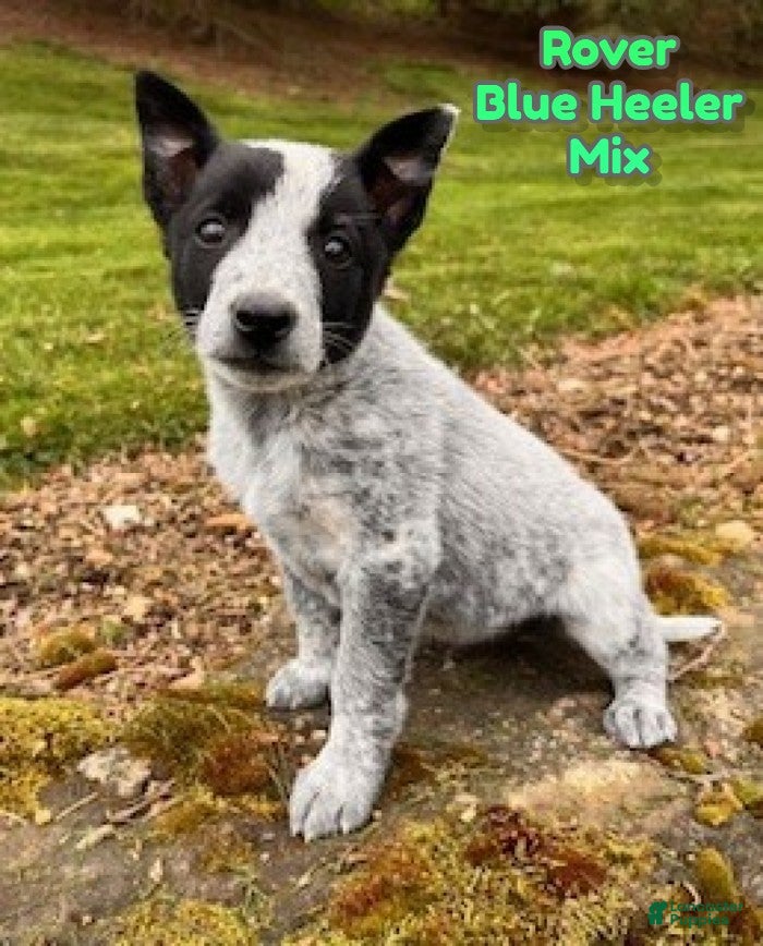 Mixed Breed dogs Rover - Ad 1