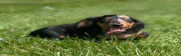 Miniature Dachshund dogs for sale: Miniature Dachshund 2 - Ad 8
