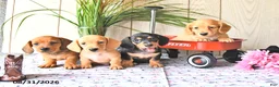Miniature Dachshund dogs for sale: Ollie - Ad 5