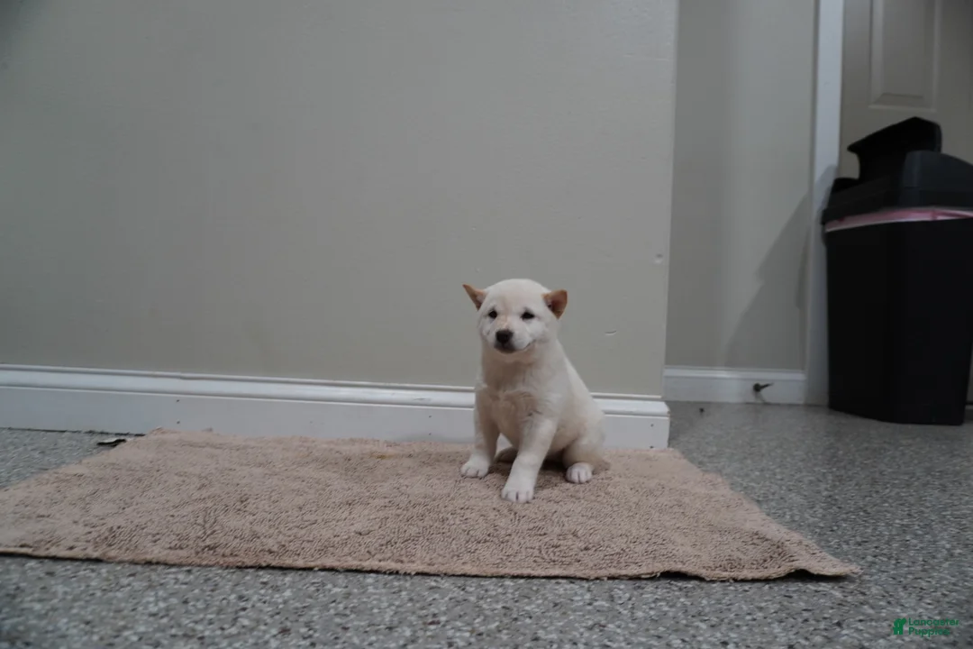 Shiba Inu dogs for sale: Shiba Inu Puppy 2 - Ad 2