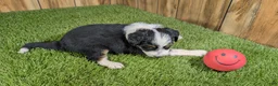 Mini Aussiedoodle dogs for sale: Sunset Girl 2 - Ad 7