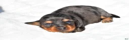 Miniature Dachshund dogs for sale: Hope - Ad 4