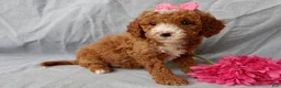Cavapoo dogs for sale: Lulu - Ad 2