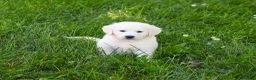Golden Retriever dogs for sale: Birch  - Ad 6