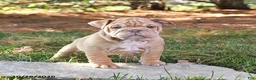 English Bulldog dogs for sale: Fern - Ad 5