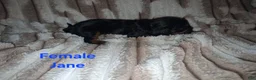 Cavalier King Charles Spaniel dogs for sale: Jane - Ad 4