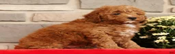 Mini Goldendoodle dogs for sale: Buster - Ad 7
