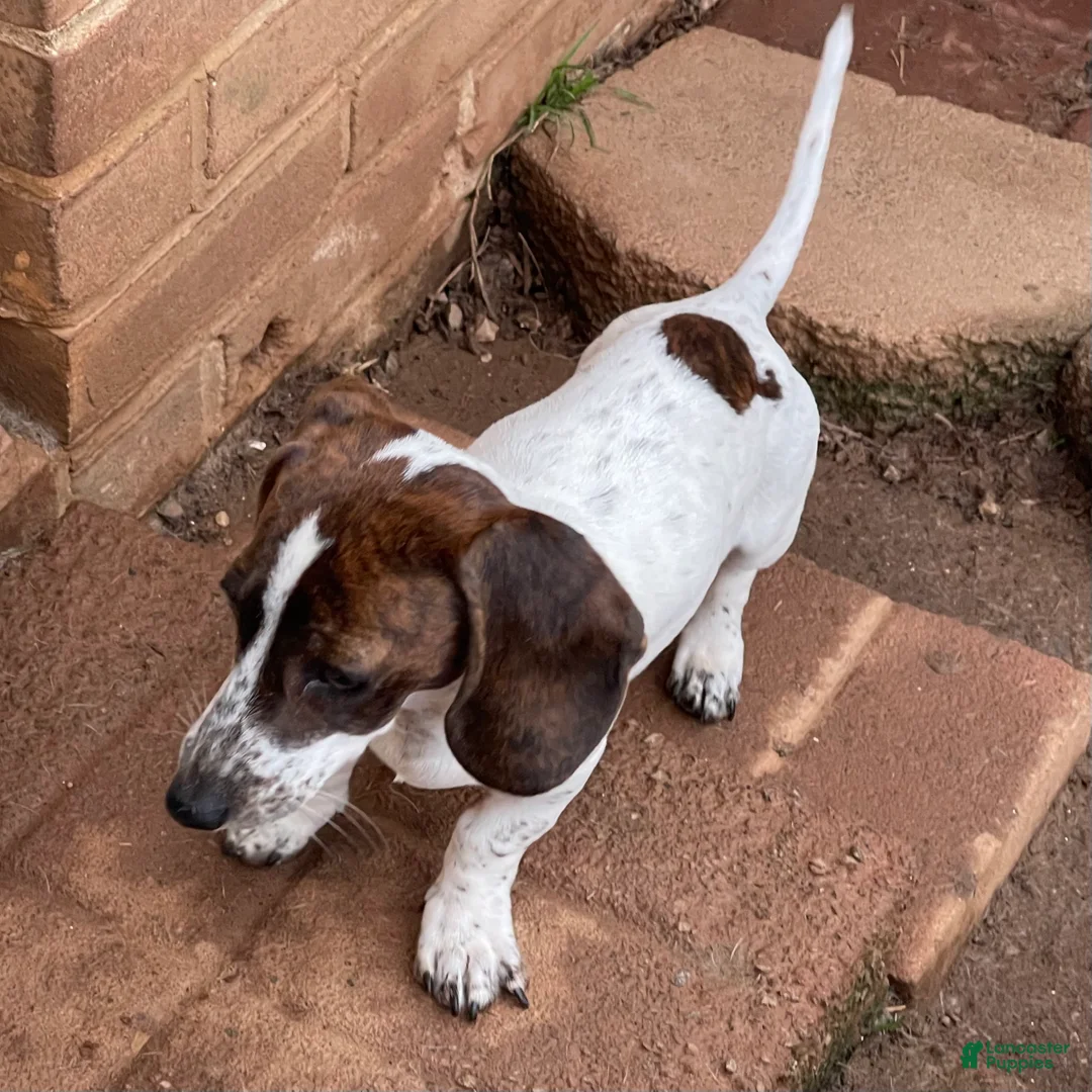 Dachshund dogs for sale: Bobbie - Ad 2