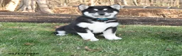Alaskan Malamute dogs for sale: Scarlet - Ad 1