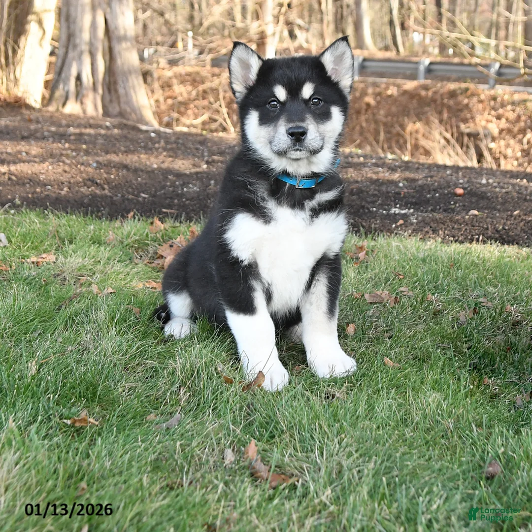 Alaskan Malamute dogs for sale: Scarlet - Ad 1