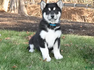 Alaskan Malamute dogs Scarlet - Ad 18