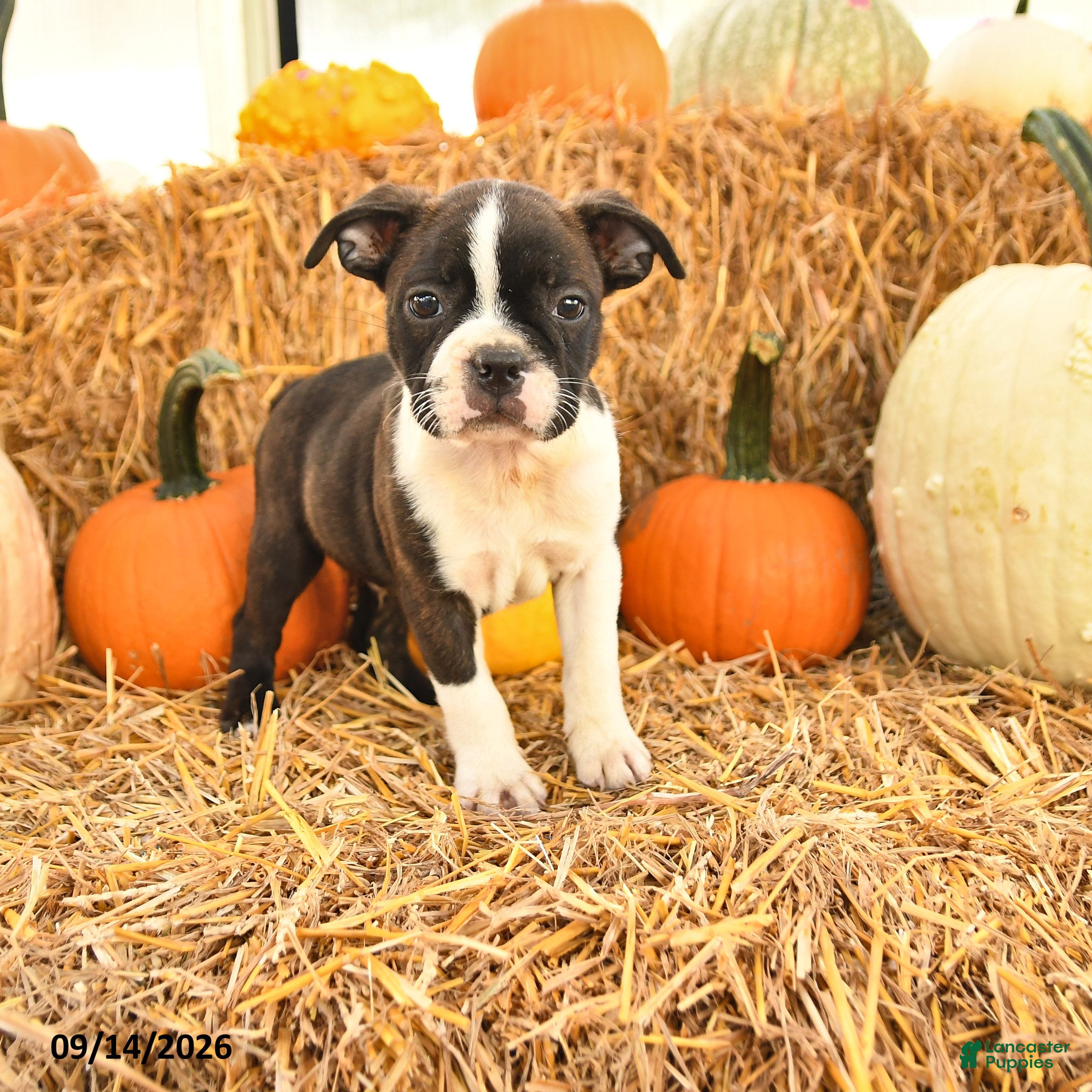 Boston Terrier dogs Ralph - Ad 1