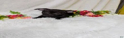 Chihuahua dogs for sale: Batman  - Ad 3