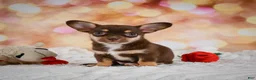 Chihuahua dogs for sale: Blaire - Ad 10