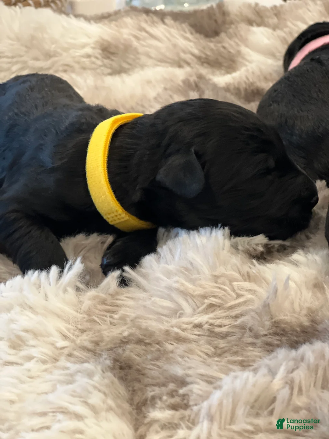 Giant Schnauzer dogs for sale: Winston - Ad 3