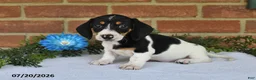 Miniature Dachshund dogs for sale: Jody - Ad 4