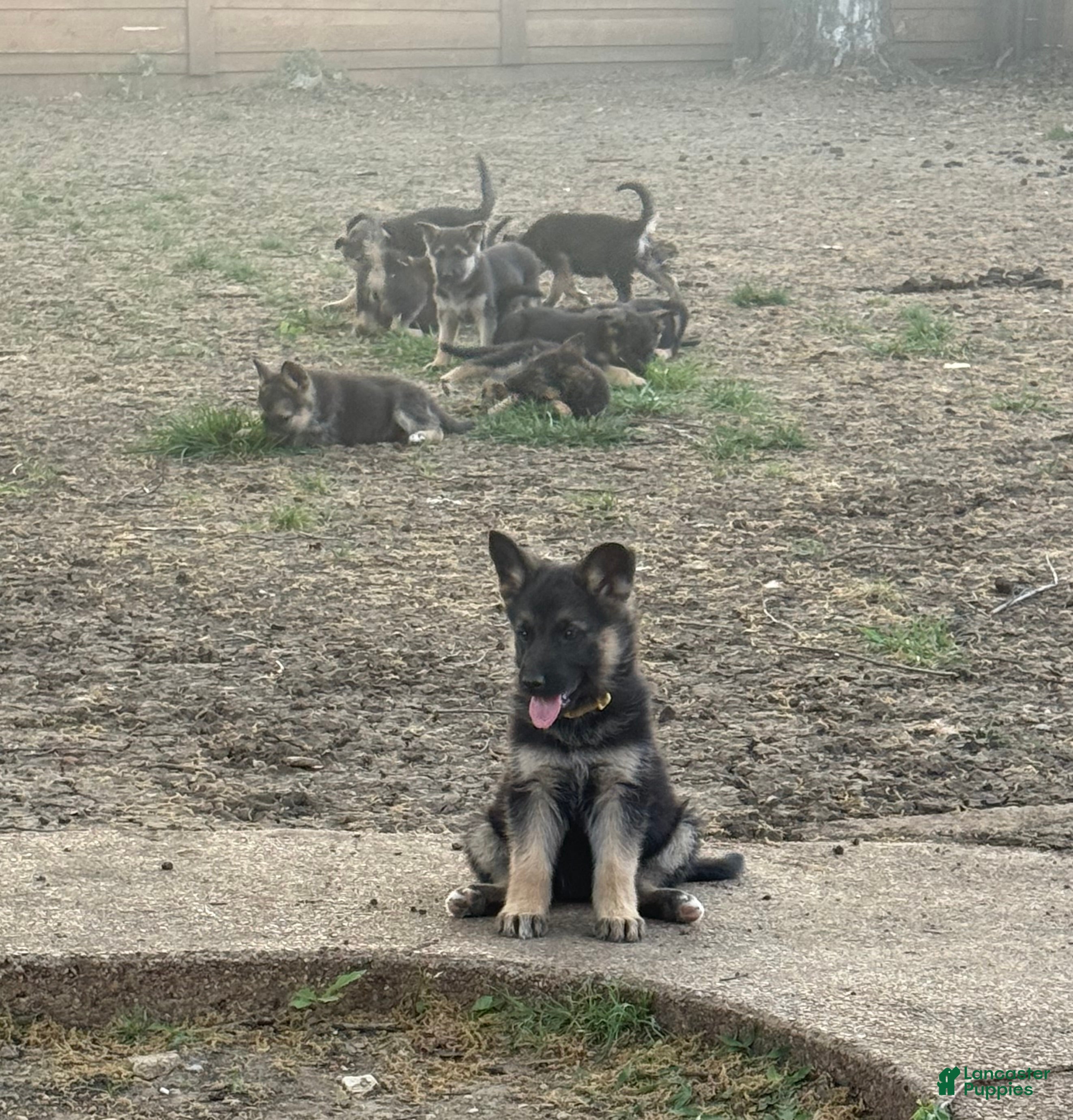 German Shepherd dogs Yellow - Ad 14